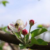 Livada Dima - aprilie 2012 - polenizare meri