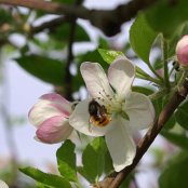 Livada Dima - aprilie 2012 - polenizare meri