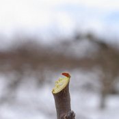 Taierea anuala a pomilor fructiferi